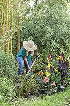 Biosphoto | 2582854 | Woman planting cannas to brighten up a bed in summer. | &copy; Jean-Michel Groult / Biosphoto