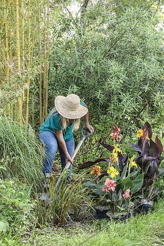 Biosphoto | 2582854 | Woman planting cannas to brighten up a bed in summer. | &copy; Jean-Michel Groult / Biosphoto
