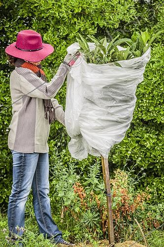 Biosphoto | 2459632 | Woman protecting a Japanese medlar (Eriobotrya japonica) in autumn. | &copy; Jean-Michel Groult / Biosphoto