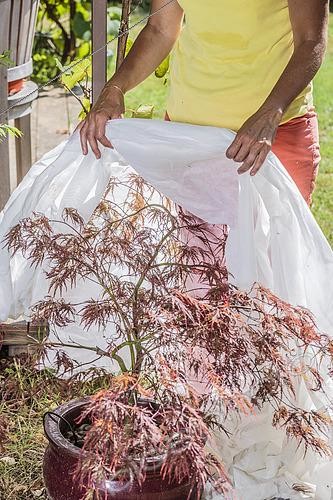 Biosphoto | 2433152 | Woman protecting a Japanese potted maple, (Acer palmatum) 'Dissectum Atropurpureum', against the heat wave by posing a veil against sunburn. | &copy; Jean-Michel Groult / Biosphoto
