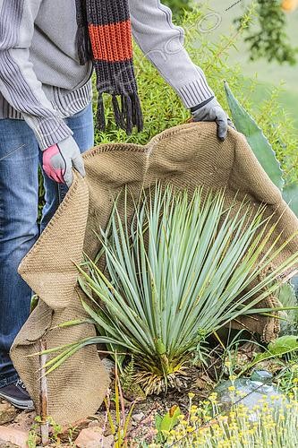 Biosphoto | 2459631 | Woman protecting a Yucca rostrata in autumn | &copy; Jean-Michel Groult / Biosphoto