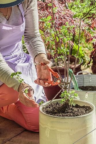 Biosphoto | 2441405 | Woman pruning a currant (Ribes grossularia) grown in a pot on a terrace, in spring. | &copy; Jean-Michel Groult / Biosphoto