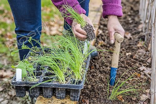 Biosphoto | 2572635 | Woman transplanting 'Tokyo Long White' spring onions in a small vegetable garden. | &copy; Jean-Michel Groult / Biosphoto