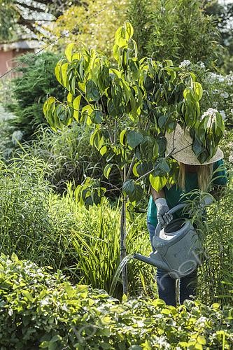 Biosphoto | 2582823 | Woman watering a thirsty young fruit tree (Persimmon, Diospyros kaki) in early summer. | &copy; Jean-Michel Groult / Biosphoto