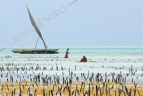 Biosphoto | 1470269 | Women working in a seaweed aquaculture in Zanzibar  | &copy; Thierry Vezon / Biosphoto
