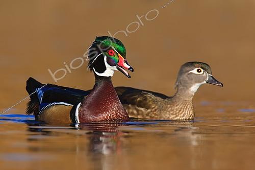 Biosphoto | 2413412 | Wood Duck (Aix sponsa) male, British Columbia, Canada | &copy; Jan Wegener / BIA / Biosphoto