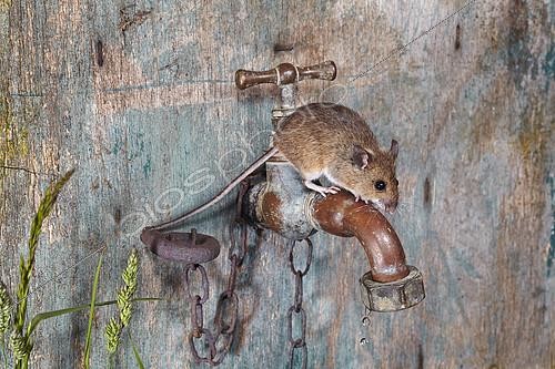 Biosphoto | 2091077 | Wood mouse (Apodemus sylvaticus) on an outside faucet, France | &copy; Frank Deschandol & Philippe Sabine / Biosphoto