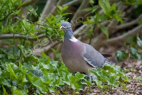 Biosphoto | 1419098 | Wood pigeon building a nest  | &copy; Dominique Gest / Biosphoto