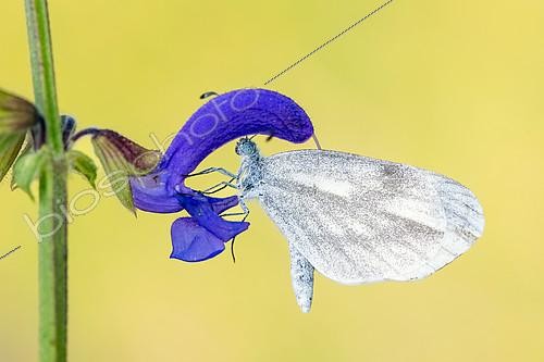 Biosphoto | 2605379 | Wood white (Leptidea sinapis) on flower, protected natural site of the Troussey limestone lawn, Lorraine, France | &copy; Stéphane Vitzthum / Biosphoto