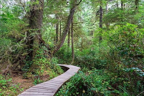 Biosphoto | 2613742 | Wooden path of the Schooner Trail, Vancouver Island, British Columbia, Canada. | &copy; Evelyne Boyard / Biosphoto