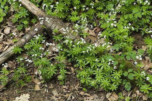 Biosphoto | 2559882 | Woodruff (Galium odoratum) flowers, Lorraine, France | &copy; Stéphane Vitzthum / Biosphoto