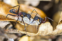 Biosphoto | 2621301 | Worker ants of Camponotus cruentatus carrying an egg in the anthill, Cévennes National Park, France. | &copy; Philippe Lebeaux / Biosphoto