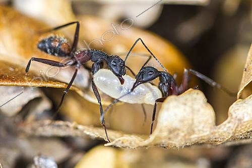 Biosphoto | 2621301 | Worker ants of Camponotus cruentatus carrying an egg in the anthill, Cévennes National Park, France. | &copy; Philippe Lebeaux / Biosphoto