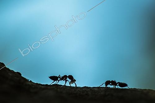 Biosphoto | 2621290 | Worker ants of Crematogaster scutellaris transporting pieces of resin from a tree, Cévennes National Park, France. | &copy; Philippe Lebeaux / Biosphoto