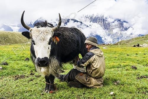 Biosphoto | 2594467 | Yak herder milking a yak (bos mutus) on a meadow, Ice Lake, Braga, Manang District, Nepal, Asia | &copy; Frank Bienewald / imageBROKER / Biosphoto