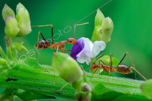 Biosphoto | 2391940 | Yellow ant (Camponotus sp.) picking purple flower. | &copy; Husni Che Ngah / Biosphoto
