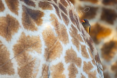 Biosphoto | 2627962 | Yellow-billed Oxpecker (Buphagus africanus) moving across the patterned body of a giraffe while searching for food, Kruger National Park, South Africa | &copy; Pablo Barrena / Biosphoto