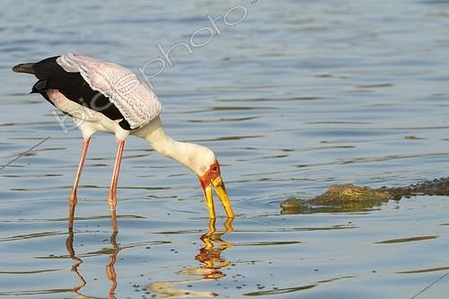 Biosphoto | 2035610 | Yellow-billed Stork and Crocodile - Kruger South Africa | &copy; Jean-Jacques Alcalay / Biosphoto