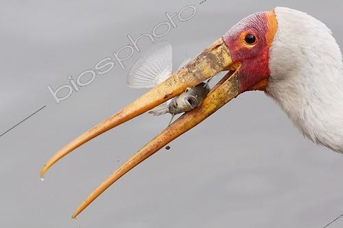Biosphoto | 1707661 | Yellow billed Stork and prey in beak Kruger South Africa  | &copy; Brigitte Marcon / Biosphoto