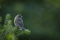 Biosphoto | 2626191 | Yellow Bishop (Euplectes capensis) perched in natural wetland vegetation at Betty's Bay on South Africa's Whale Coast. Non-breeding plumage weaver photographed in the Western Cape. | &copy; Roger de La Harpe / Biosphoto