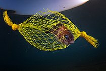 Biosphoto | 2490464 | 