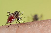 Biosphoto | 1987618 | Yellow fever mosquito female biting a human  | &copy; Roger Eritja / Biosphoto