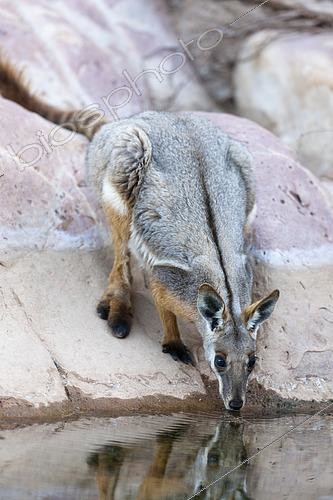 Biosphoto | 2496655 | Yellow-footed rock-wallaby, Petrogale xanthopus, in the Flinders Ranges National Park in the outback of South Australia. Australien, South Australia | &copy; Martin Zwick / Biosphoto
