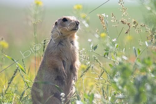 Biosphoto | 2551403 | Yellow ground squirrel (Spermophilus fulvus) standing in tall grass, Tioulek, Kyrgyzstan | &copy; Bastien Chaix / Biosphoto