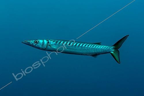 Biosphoto | 2622381 | Yellow-mouthed barracuda (Sphyraena viridensis). Le Sentier. The Sea Lion. Saint-Raphaël. Var. France. | &copy; Jean Cassou / Biosphoto
