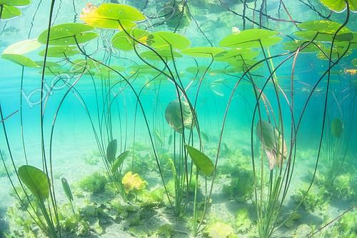 Biosphoto | 2172113 | Yellow pond lilly (Nuphar lutea) in Lake Bourget, Savoie, France | &copy; Rémi Masson / Biosphoto