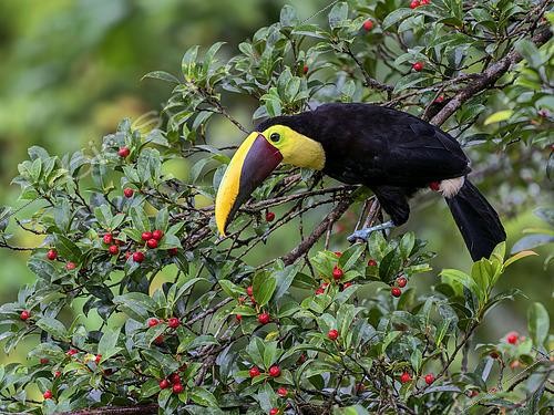 Biosphoto | 2608943 | Yellow-throated Toucan (Ramphastos ambiguus), on wild fig tree, Nusagandi, Panama | &copy; Ignacio Yufera / Biosphoto