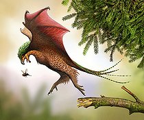 Biosphoto | 2478010 | Yi qi hunting flies. Yi is a genus of scansoriopterygid dinosaurs from the Late Jurassic of China. | &copy; Mohamad Haghani / Stocktrek Images / Biosphoto