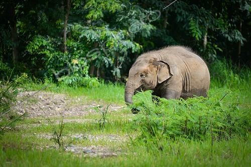 Biosphoto | 2030654 | Young Asian Elephant in vegetation - Thailand ; Elephant Nature Park | &copy; Stéphanie Meng / Biosphoto