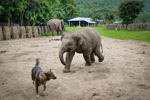 Biosphoto | 2030652 | Young Asian Elephant pursuing a dog - Thailand ; Elephant Nature Park | &copy; Stéphanie Meng / Biosphoto
