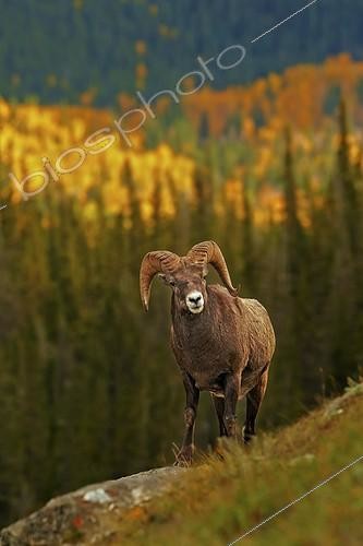 Biosphoto | 1291069 | Young Bighorn ram in the Jasper NP Canada | &copy; Ignacio Yufera / Biosphoto
