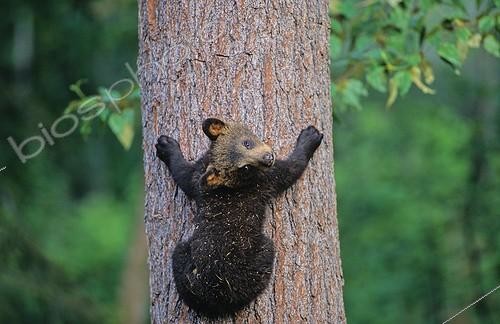 Biosphoto | 63743 | Young black Bear climbing on a tree Ontario Canada [AT] | &copy; Philippe Henry / Biosphoto