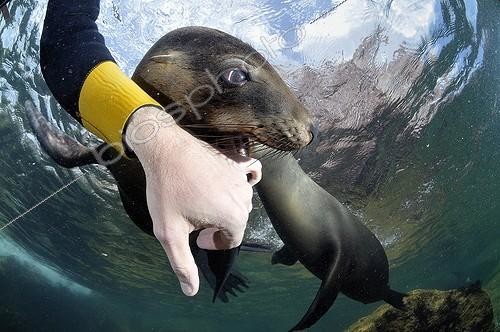 Biosphoto | 1134810 | Young Californian Sea Lion in Sea of Cortez Mexico ; Its plays with the photographer | &copy; Bruno Guénard / Biosphoto
