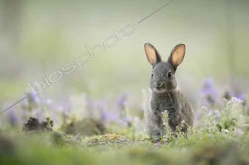 Biosphoto | 423500 | Young careful european rabbit next to its burrow Aube France ; Location: Forêt de la Perte. | &copy; Rémy Courseaux / Biosphoto