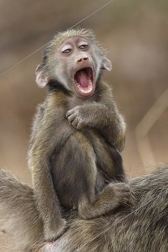 Biosphoto | 1522696 | Young Chacma Baboon by a mimicry of laughter  | &copy; Brigitte Marcon / Biosphoto