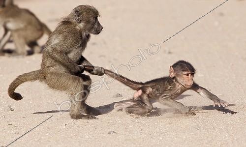 Biosphoto | 1973497 | Young Chacma baboons playing- Kruger RSA | &copy; Brigitte Marcon / Biosphoto