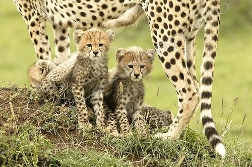Biosphoto | 292197 | Young Cheetahs sitting between legs of their mother Kenya | &copy; Michel & Christine Denis-Huot / Biosphoto
