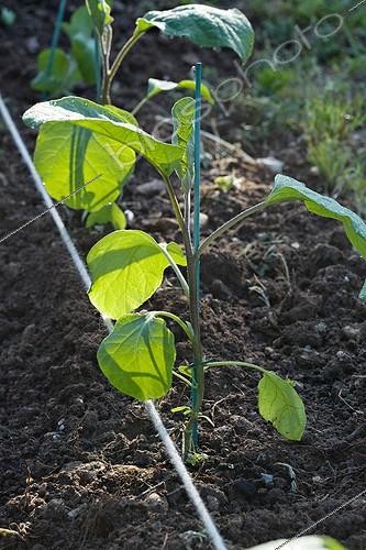 Biosphoto | 597404 | Young eggplant seedling planted in the kitchen garden | &copy; Philippe Giraud / Biosphoto