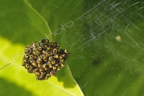 Biosphoto | 1420082 | Young Epeirae tiaras in their web | &copy; Dominique Halleux / Biosphoto