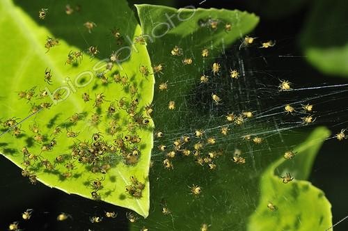 Biosphoto | 1420083 | Young Epeirae tiaras in their web | &copy; Dominique Halleux / Biosphoto