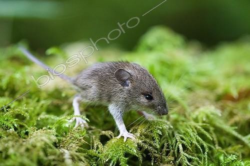 Biosphoto | 1460766 | Young field Mouse walking on the moss Drome France  | &copy; Jean-Baptiste Strobel / Biosphoto
