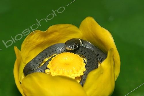 Biosphoto | 69214 | Young grass snake curled up in a water lily | &copy; Sylvain Cordier / Biosphoto