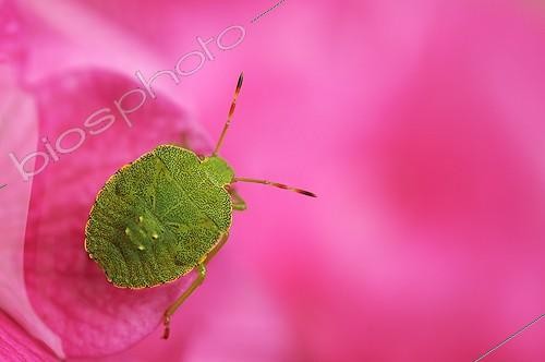 Biosphoto | 1464769 | Young green shield bug on an hydrangea flower France | &copy; Monique Morin / Biosphoto