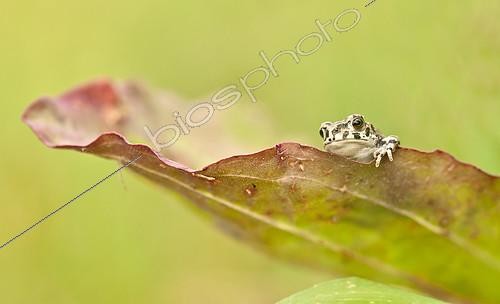 Biosphoto | 2407158 | Young Green toad (Bufo viridis) on a leaf, Alsace, France | &copy; Benoît Outrey / Biosphoto