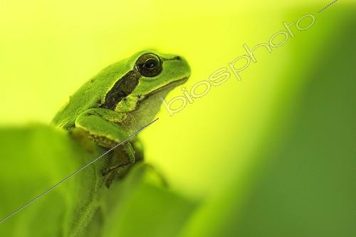 Biosphoto | 1419445 | Young green tree frog on a leaf of rhubarb France ; Before the storm.  | &copy; Monique Morin / Biosphoto