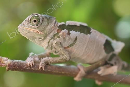 Biosphoto | 696187 | Young helmeted chameleon Yemen moulting | &copy; Bruno Cavignaux / Biosphoto